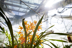 Sunlight streams into the John R. Roach Center for the Liberal Arts' greenhouse.