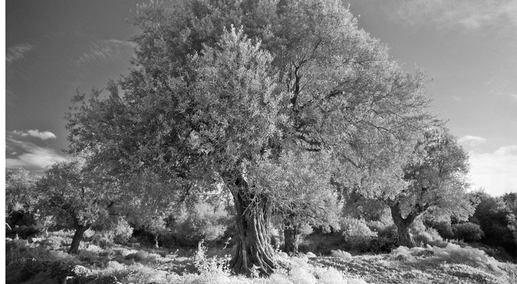 Ann Ginsburgh Hofkin's photo of an olive tree, titled “Israel _8 _10,” has been purchased by the Sacred Arts Festival and is part of the "Botanical Art in All Its Wonder" exhibition in the lobby gallery of O'Shaughnessy Educational Center.