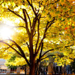 Sun shines through yellow autumn leaves on a tree September 28, 2011.