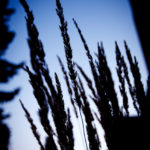 Tall grass on the Summit Avenue side of the Anderson Student Center at dusk. (Photo by Mike Ekern '02)