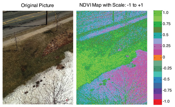 Figure 4: The original picture on the left shows concrete, grass and snow areas. The picture on the right shows the analysis of near-infrared and red light as bright green. These areas have strong photosynthesis and are growing well and unstressed. Magenta areas (snow, concrete, asphalt) indicate no photosynthesis.