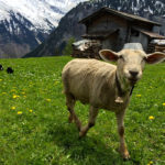 Second Place, Sense of Place: Photo by Angela Feyder Gimmelwald, Switzerland. “The hills are alive with the sounds of sheep bells.”