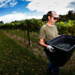 Production assistant Jason Baalke carries freshly-picked grapes to a collection point.