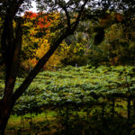 The patches of grape vines at WineHaven appear in a surprising variety of environments. This one is almost entirely secluded amongst walls of mature trees.