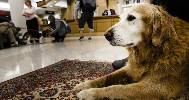 Buddy the Golden Retriever is shown during a visit from therapy animals December 15, 2014 in O'Shaughnessy-Frey Library. The animals were on hand to help students relieve the stress of studying for finals.