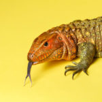 This Caimen Lizard was photographed for a St. Thomas magazine story.