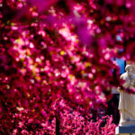 Pink blossoms fill the courtyard of the Saint Paul Seminary School of Divinity and surround a statue of St. Paul.