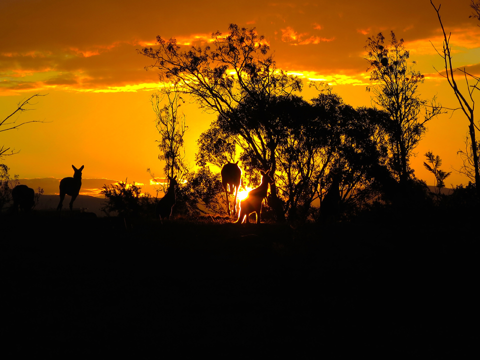 Honorable mention, Sense of Place: Erin Engstran, Canberra, Australia. "Canberra Sunset: This photo was taken outside our hotel in Canberra, Australia. As we were standing in the field and watching the sunset, kangaroos started emerging from the trees and filled the whole area. This photo captures my favorite moment from this study abroad trip because it was a truly unique experience that could not have happened anywhere else."