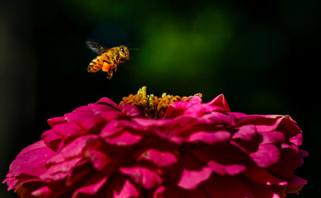 A bee collects pollen from a flower in the south campus Stewardship Garden.