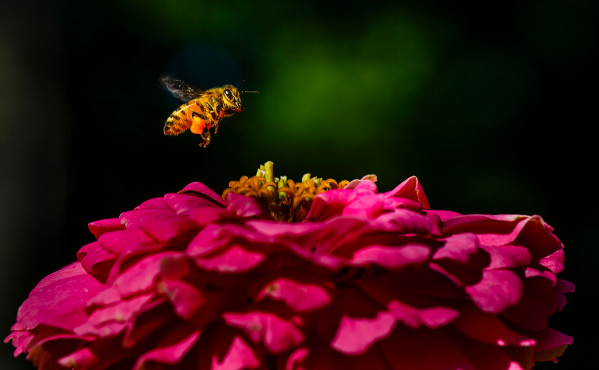 A bee collects pollen from a flower in the south campus Stewardship Garden.