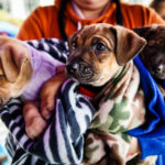 A volunteer holds three puppies during Tommie Give Day on Monahan Plaza in St. Paul on November 14, 2017 in St. Paul.