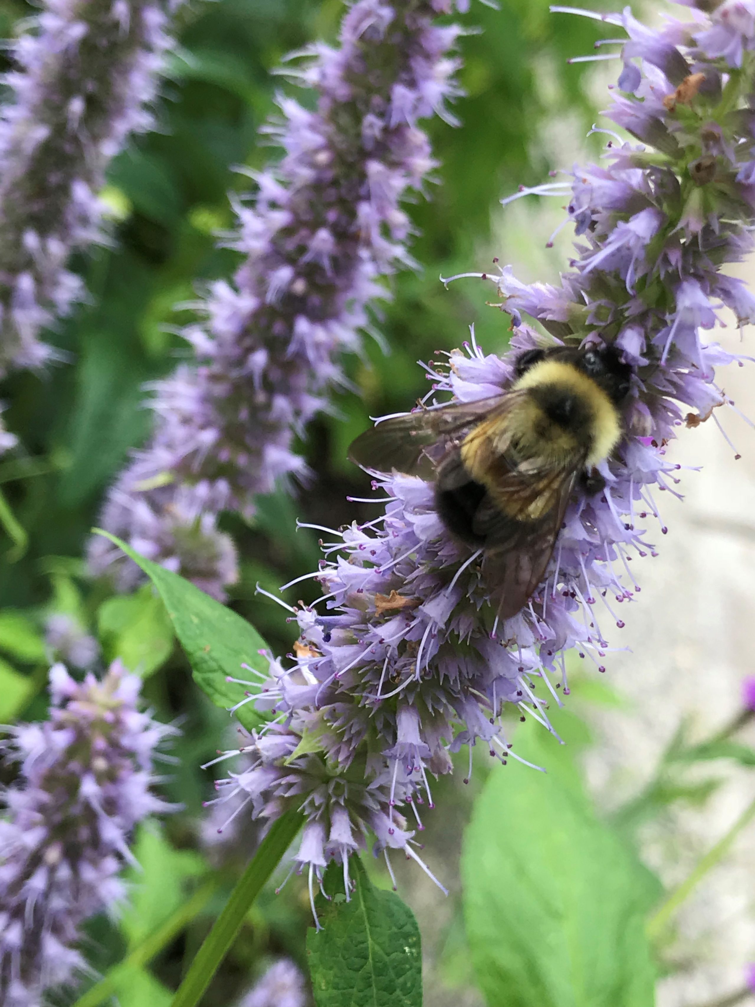 The rare rusty-patched bumble bee spotted on St. Thomas' St. Paul campus.