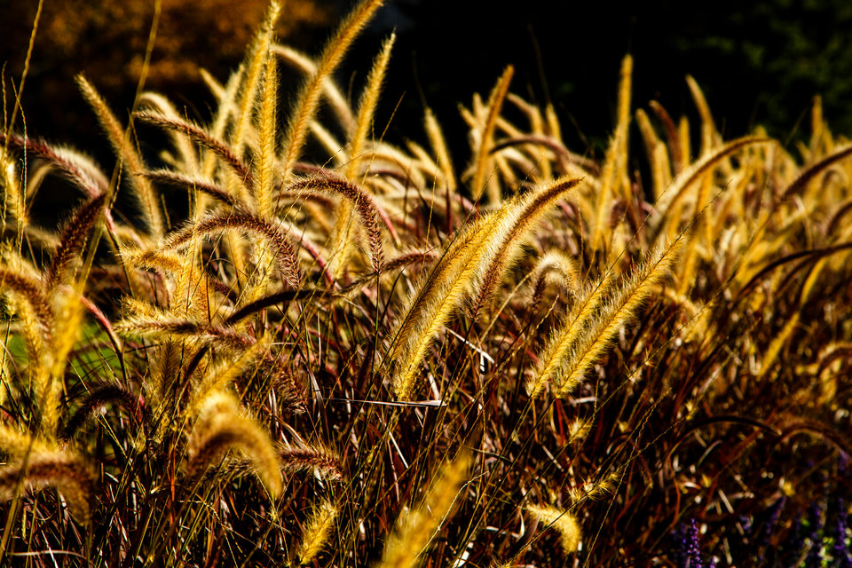 Tall grasses glow in the afternoon sun