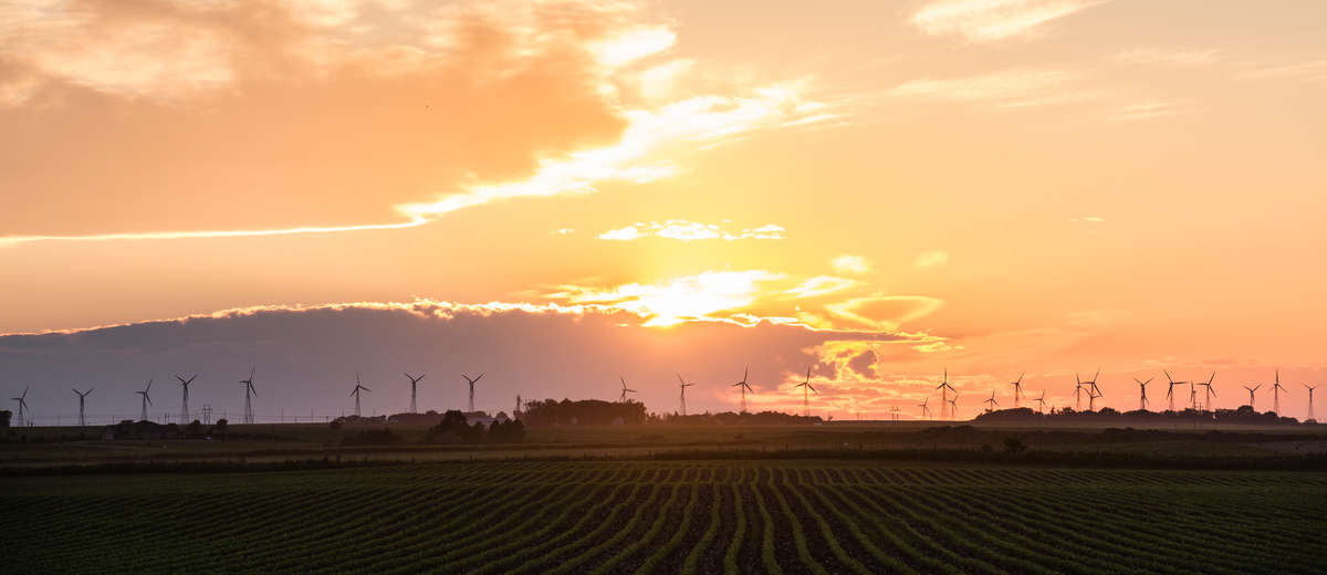 Wind turbines stand beyond soybean fields outside of Storm Lake, Iowa, on June 25, 2017. Communications and Journalism alumnus (1980) Art Cullen was awarded a 2017 Pulitzer Prize for Editorial Writing for a series of editorials about a corporate agriculture lawsuit in Buena Vista County. Art Cullen owns the Storm Lake Times along with his brother, John.