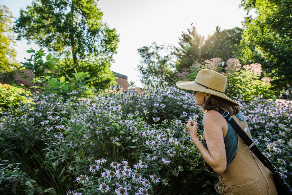 Catherine Grant, greenhouse manager in the Biology Department and co-founder of the Pollinator Path, looks over some of the native plant gardens she grew on south campus. Mark Brown/University of St. Thomas
