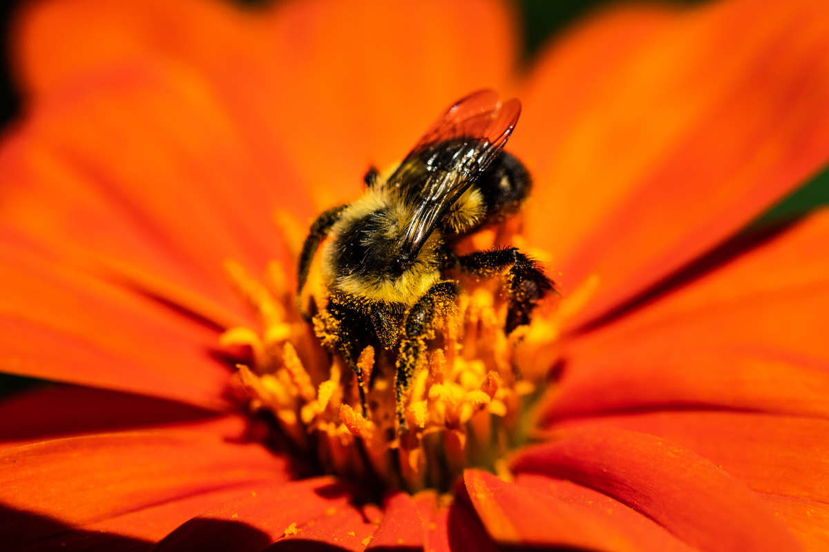 A bee collects pollen from one of the native flowers that make up the University's Pollinator Path.