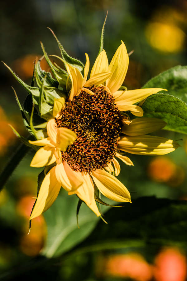A sunflower near the Stewardship Garden on south campus. Mark Brown/University of St. Thomas