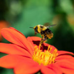 A bee gathers pollen from a flower in the Stewardship Garden. Mark Brown/University of St. Thomas