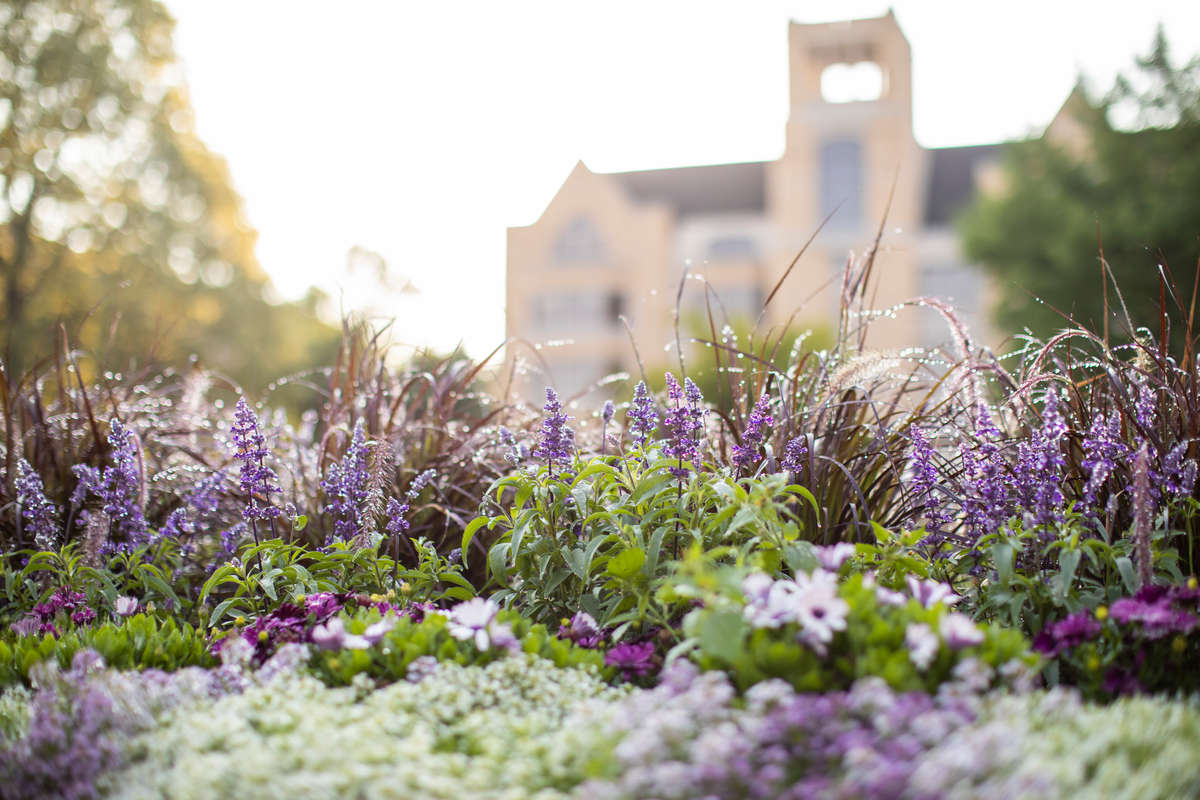Flowers on the lower quad are backlit by morning light on July 5, 2021, in St. Paul.