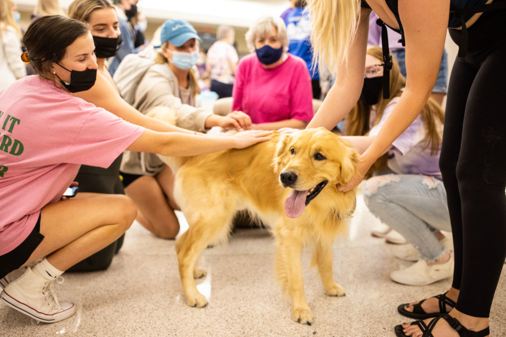 Therapy dogs receive pets and socialize with students in the O'Shaughnessy-Frey Library Center. Liam James Doyle/University of St. Thomas