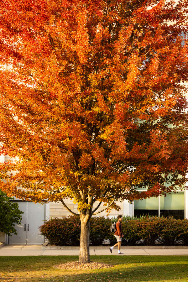 Vibrant fall leaves grace the trees lining the lower quad on a beautiful fall day. Mark Brown/University of St. Thomas