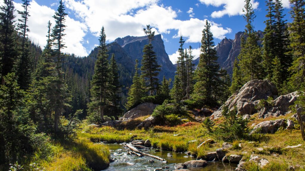 Forest and mountains.