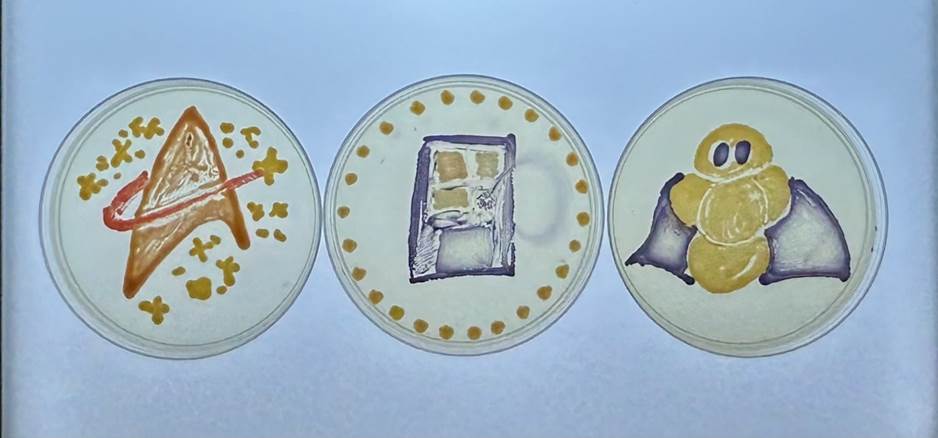 Picture of Professor Joanna Klein's submission for ASM Agar Art contest.