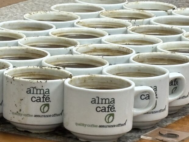Rows of white coffee cups.