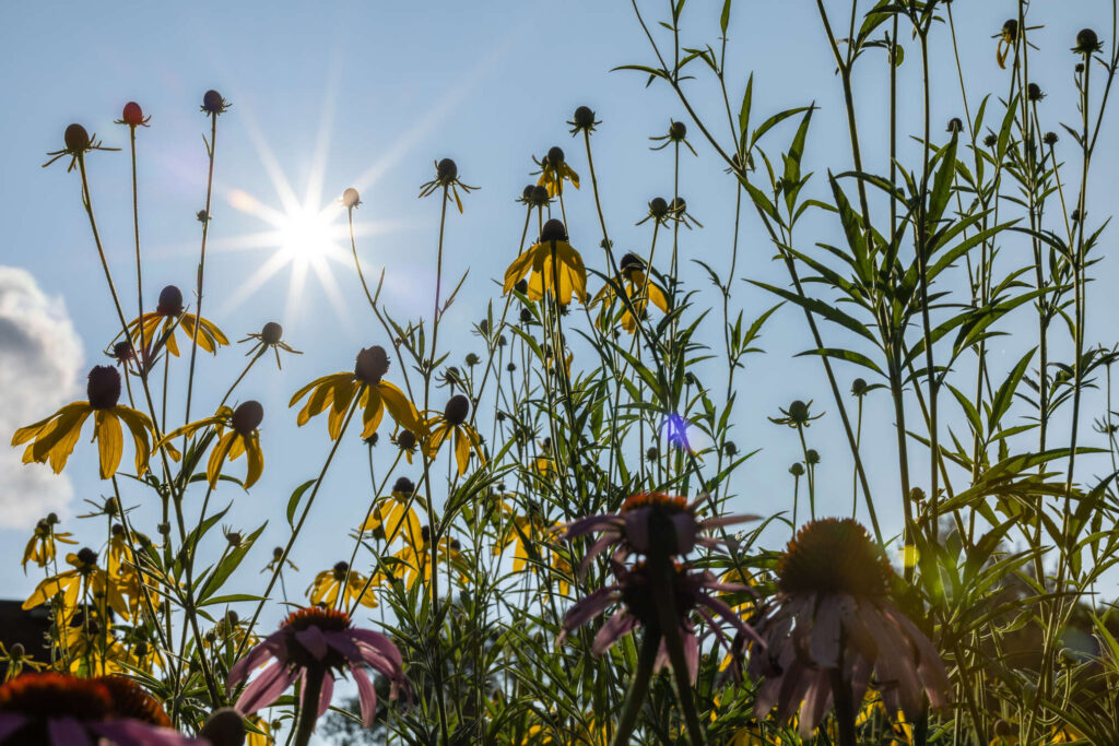 Flowers and plants glow in the sun in the Stewardship Garden on a sunny summer morning.