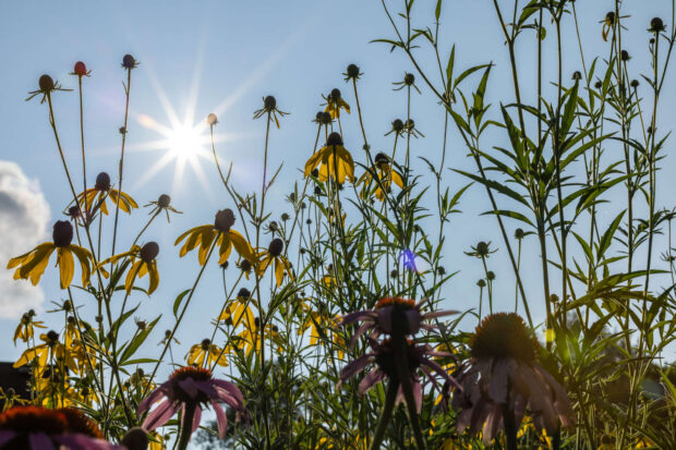 Flowers and plants glow in the sun in the Stewardship Garden on a sunny summer morning.
