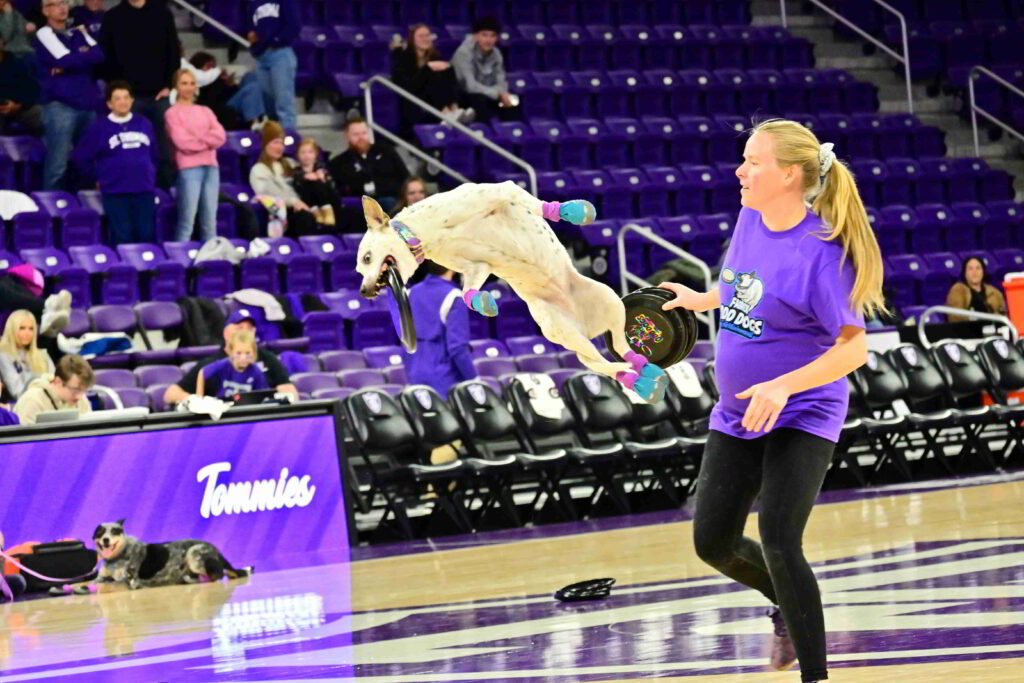A dog jumps and bites a frisbee midair.